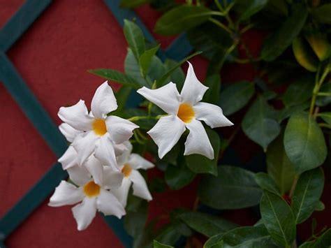 is dipladenia deer resistant